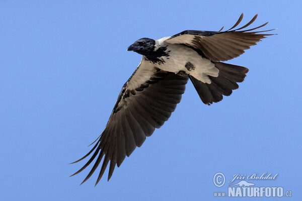 Vrána obyčajná (Corvus cornix)