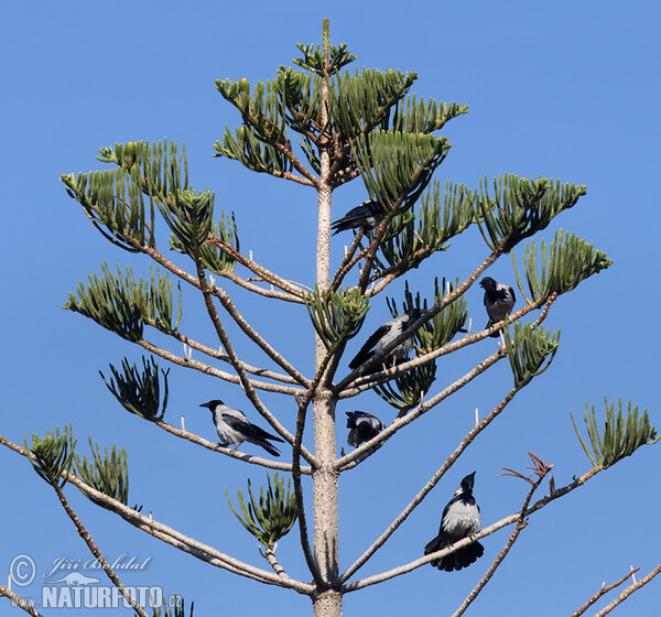 Vrána obyčajná (Corvus cornix)