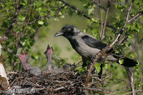 Vrána šedá (Corvus cornix)