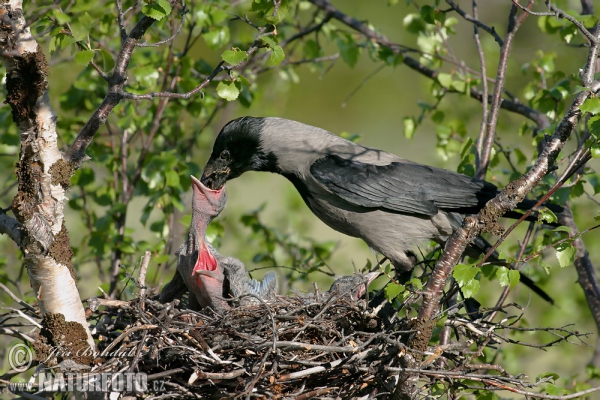 Vrána šedá (Corvus cornix)