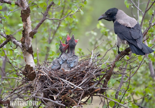 Vrána šedá (Corvus cornix)