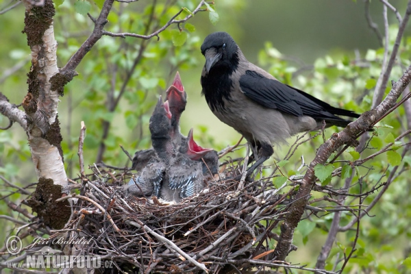 Vrána šedá (Corvus cornix)