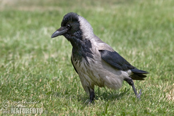 Vrána šedá (Corvus cornix)