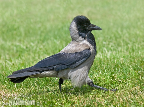 Vrána šedá (Corvus cornix)