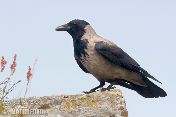 Vrána šedá (Corvus cornix)