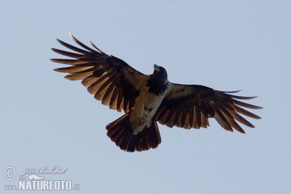 Vrána šedá (Corvus cornix)