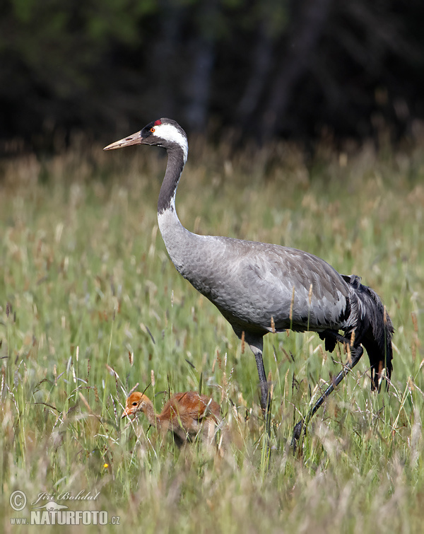 Žeriav popolavý (Grus grus)