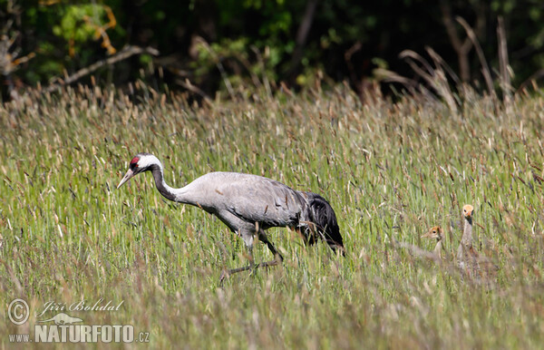 Žeriav popolavý (Grus grus)