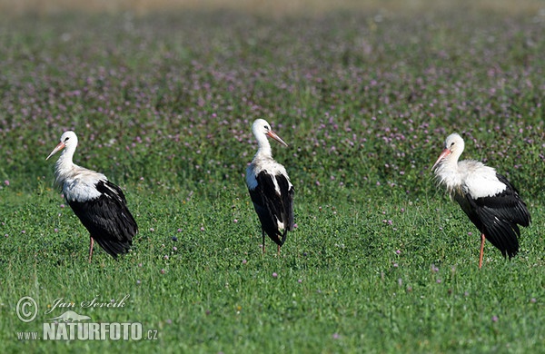 Čáp bílý (Ciconia ciconia)