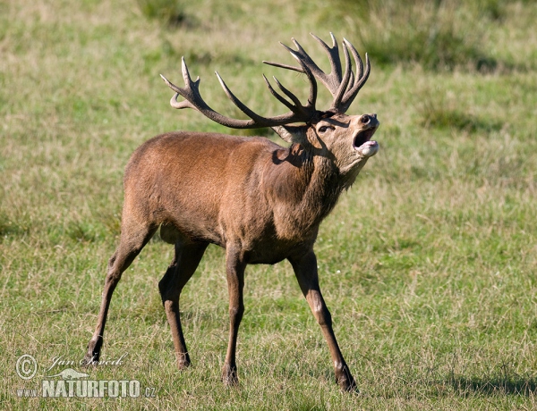 Jelen lesní (Cervus elaphus)