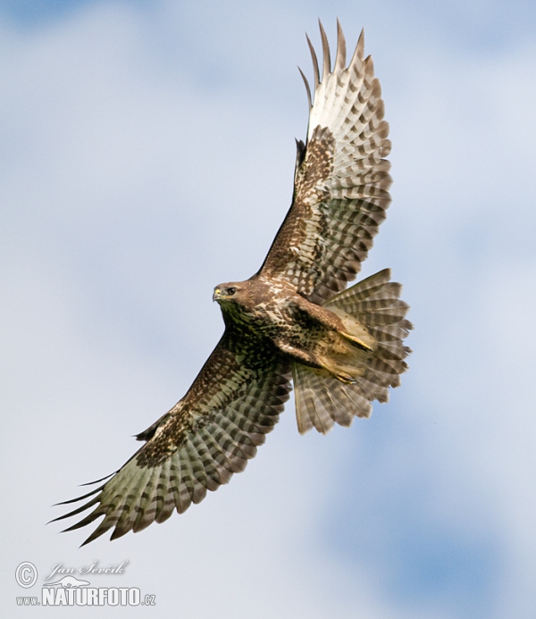 Káně lesní (Buteo buteo)