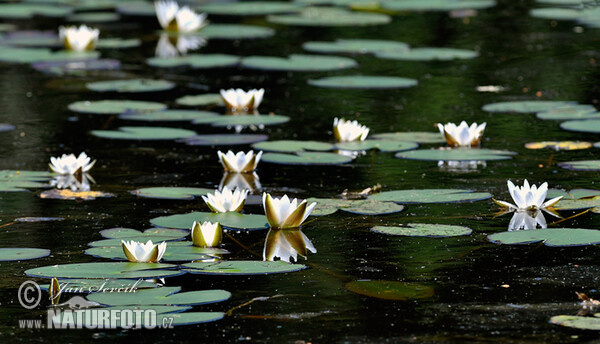 Leknín bělostný (Nymphaea candida)