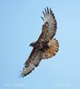 Káně lesní (Buteo buteo)