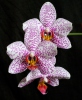 Orchidej