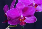 Orchidej