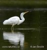 Volavka bílá (Casmerodius albus)