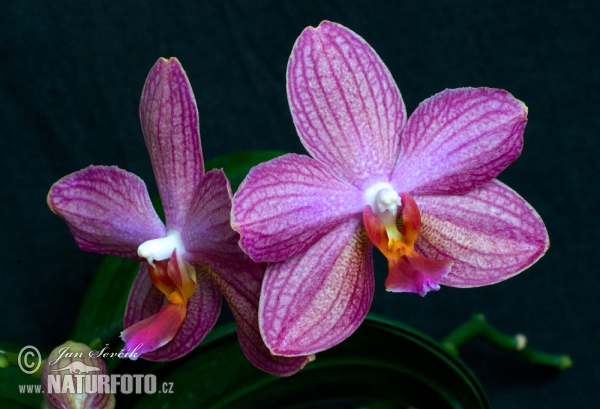 Orchidej (Phalaenopsis sp.)