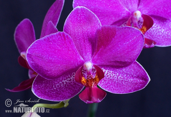 Orchidej (Phalaenopsis sp.)