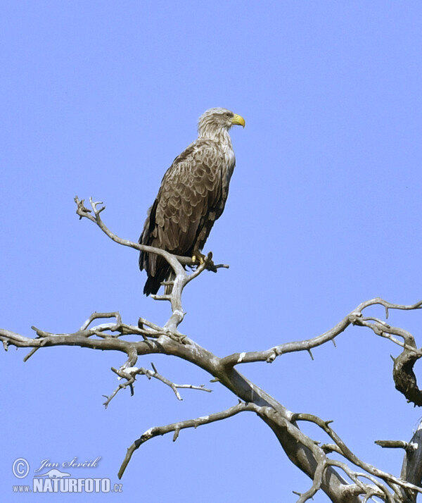 Orel mořský (Haliaeetus albicilla)