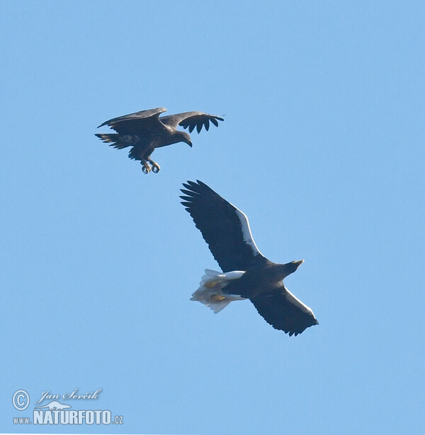 Orel východní, orel mořský (Haliaeetus pelagicus, H.albicilla)