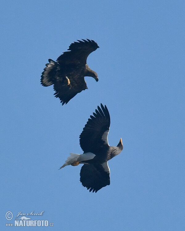 Orel východní, orel mořský (Haliaeetus pelagicus, H.albicilla)