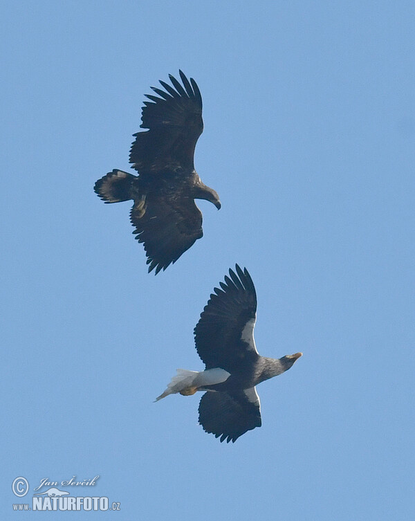 Orel východní, orel mořský (Haliaeetus pelagicus, H.albicilla)