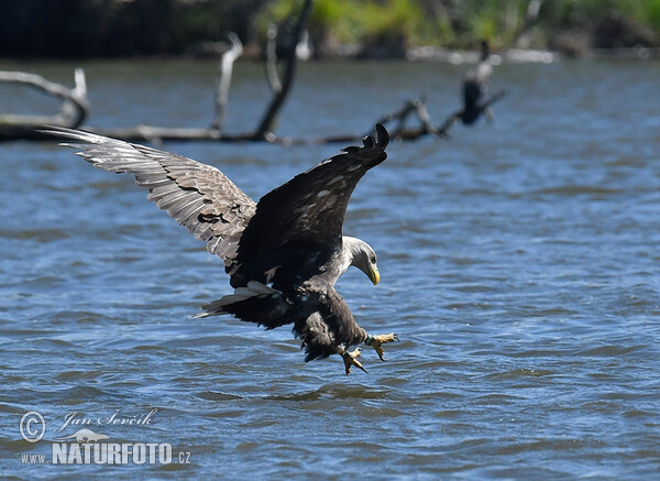 Orliak morský (Haliaeetus albicilla)