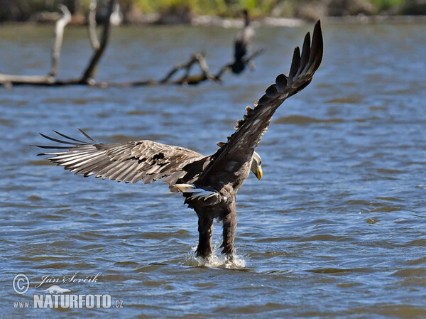 Orliak morský (Haliaeetus albicilla)