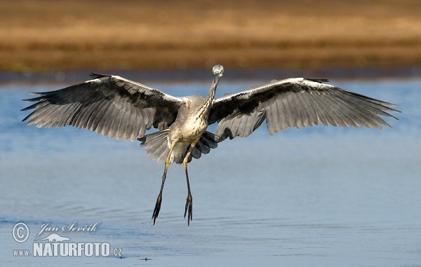 Volavka popelavá (Ardea cinerea)