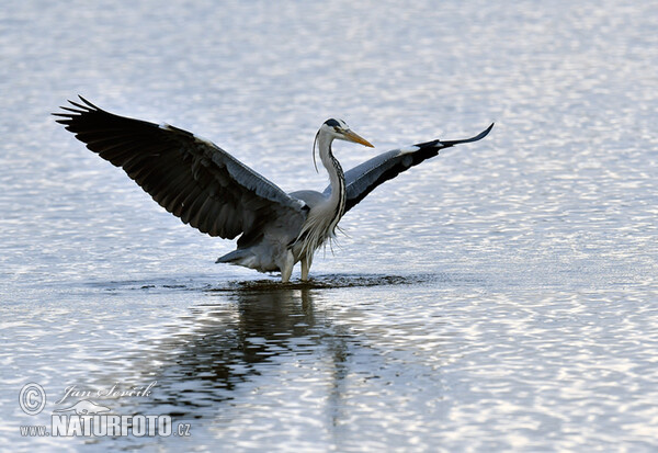 Volavka popolavá (Ardea cinerea)