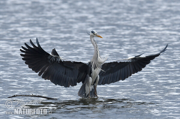 Volavka popolavá (Ardea cinerea)