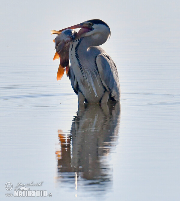 Volavka popolavá (Ardea cinerea)